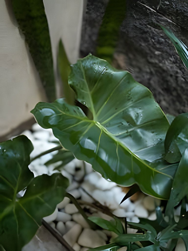 Vila Komorebi - Conforto em meio à natureza