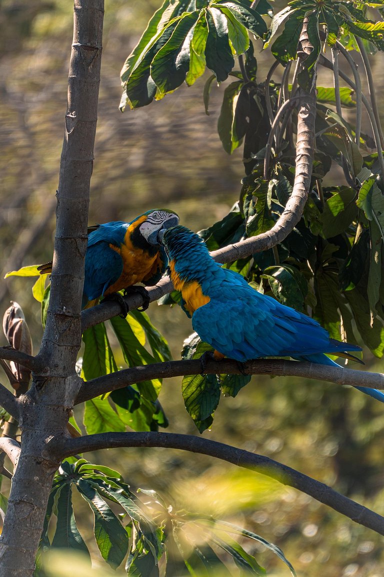 Vila Komorebi | Linda vista, Piscina Privativa